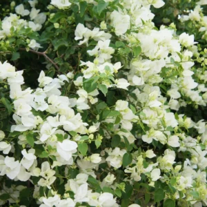 4 Bougainvillea Plants Mixed Flower Plants, Live Bougainvillea Vine Trees, Live Bougainvillea Tree, Bougainvillea Outdoor