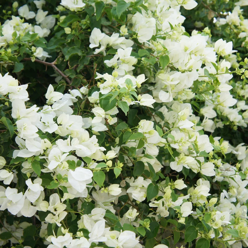 4 Bougainvillea Plants Mixed Flower Plants, Live Bougainvillea Vine Trees, Live Bougainvillea Tree, Bougainvillea Outdoor