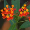 2 Milkweed Plants, Tropical Milkweed Plants, Milkweed Plants For Butterflies, Red Butterfly Milkweed 5 To 7 Inches No Pot