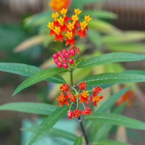 2 Milkweed Plants, Tropical Milkweed Plants, Milkweed Plants For Butterflies, Red Butterfly Milkweed 5 To 7 Inches No Pot