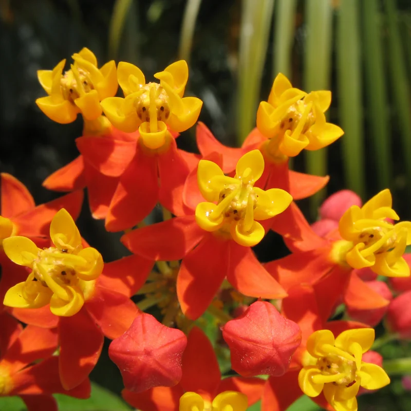 2 Milkweed Plants, Tropical Milkweed Plants, Milkweed Plants For Butterflies, Red Butterfly Milkweed 5 To 7 Inches No Pot