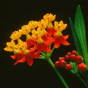 3 Red Milkweed Plants Live, Butterfly Tropical Milkweed Live Plants, Live Tropical Milkweed Plants From 5 Inches Tall Rooted