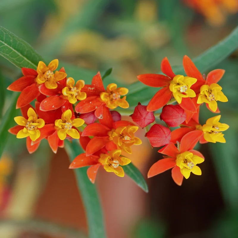 3 Red Milkweed Plants Live, Butterfly Tropical Milkweed Live Plants, Live Tropical Milkweed Plants From 5 Inches Tall Rooted