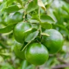Lemon Tree Live Plant, Key Lime Tree, Lime Tree, Lime Plant Live, Key Lime Plant 4 to 5 Inches Tall Live In Pot