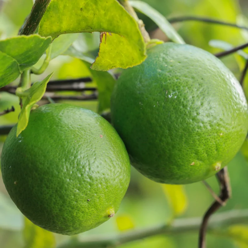 Lemon Tree Live Plant, Key Lime Tree, Lime Tree, Lime Plant Live, Key Lime Plant 4 to 5 Inches Tall Live In Pot