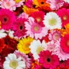 2 Gerbera Daisy Plants, Gerbera Flower Plants, Perennial Flowering Plants Live, Indoor Outdoor Flower Plants, House Plants