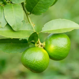 Lemon Tree Live Plant, Key Lime Tree, Lime Tree, Lime Plant Live, Key Lime Plant 4 to 5 Inches Tall Live In Pot