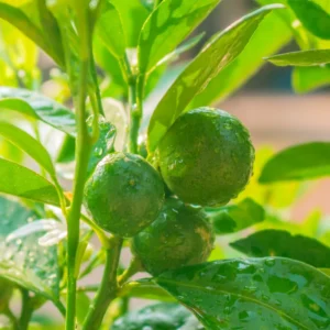 Lemon Tree Live Plant, Key Lime Tree, Lime Tree, Lime Plant Live, Key Lime Plant 4 to 5 Inches Tall Live In Pot