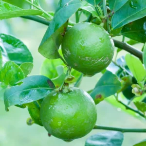 Lemon Tree Live Plant, Key Lime Tree, Lime Tree, Lime Plant Live, Key Lime Plant 4 to 5 Inches Tall Live In Pot