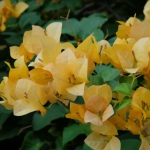 2 Bougainvillea Plants, Live Bougainvillea Flowers Tree, Bougainvillea Outdoor Trees, Bougainvillea Vine Live 5 To 7 Inches Height Bareroots