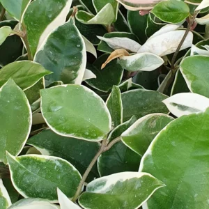 Hoya Plant No Pot- Air Purifying Plant - Pet Friendly Plant - Hoya Plants Live Houseplants - Wax Plant