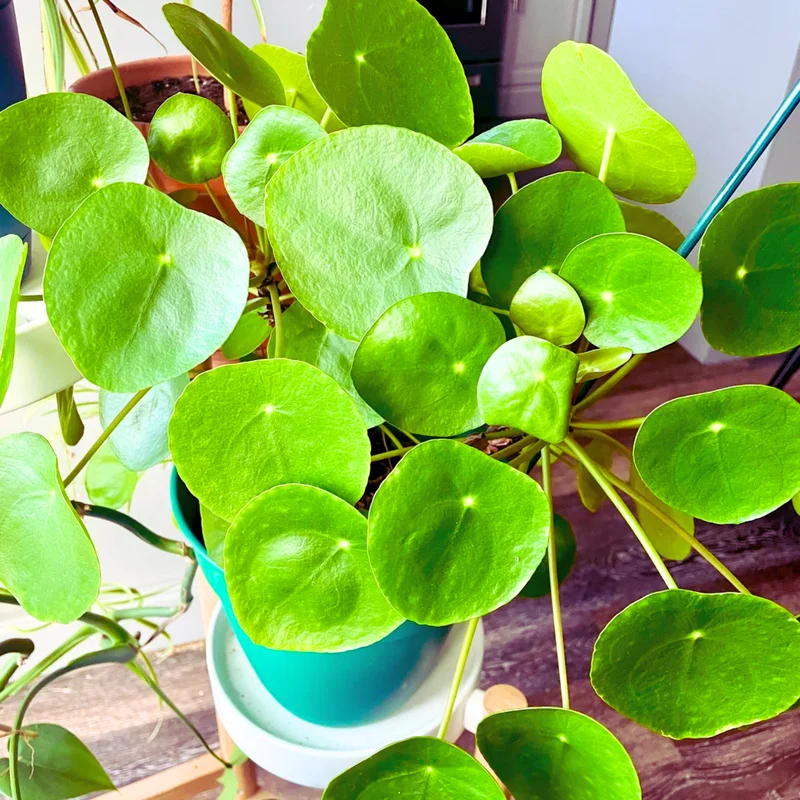 Pilea Peperomioides, Pilea Peperomioides Plant Live, Pilea Peperomioides Plant Live In Pot