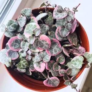 Variegated String of Hearts, Variegated String Of Hearts Plant Live, String Of Hearts Plant Live Potted, Trailing Succulent Plant Live
