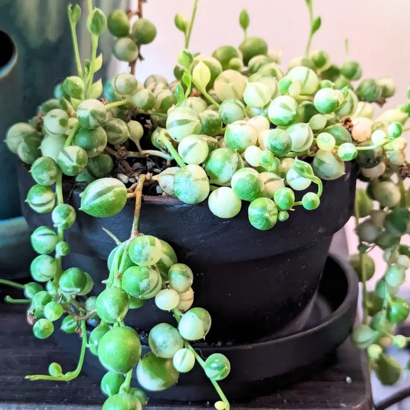Variegated String Of Pearls Plant Live, Variegated String of Pearls, Live String Of Pearls Succulent Plant, Trailing Succulent Plant
