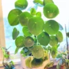 Pilea Peperomioides Plant, Pilea Peperomia Live Plant, Peperomia Live Plant, Houseplants, Indoor Plant Live
