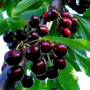 2 Wild Cherry Fruit Tree Seedlings, 1-2 Feet Tall, Sweet Cherry Plants Live for Outdoor Planting, No Ship To CA