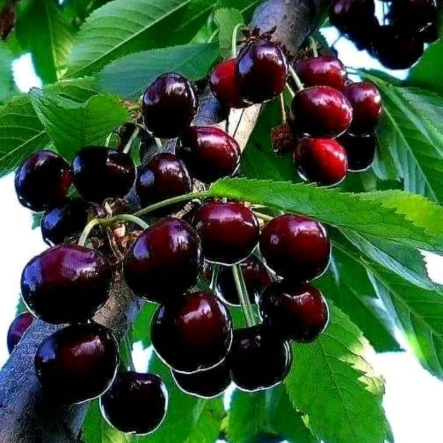 2 Wild Cherry Fruit Tree Seedlings, 1-2 Feet Tall, Sweet Cherry Plants Live for Outdoor Planting, No Ship To CA