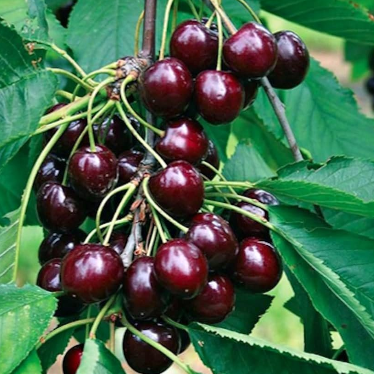 2 Wild Cherry Fruit Tree Seedlings, 1-2 Feet Tall, Sweet Cherry Plants Live for Outdoor Planting, No Ship To CA - Image 3