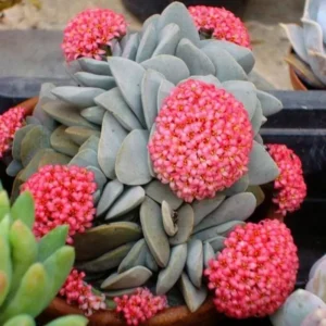 Crassula Succulents Plants Live, Rare Succulent Live Plant, Houseplant Indoor Outdoor 2 Inch Pot