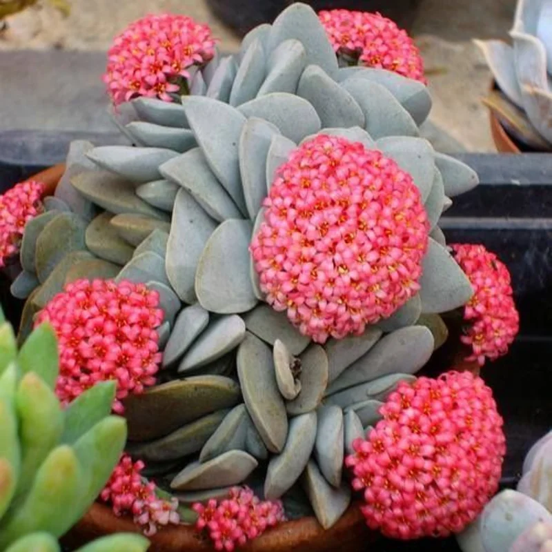 Crassula Succulents Plants Live, Rare Succulent Live Plant, Houseplant Indoor Outdoor 2 Inch Pot