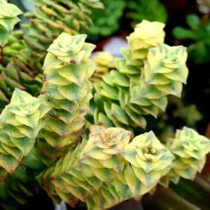 Crassula Succulents Plants Live, Rare Succulent Live Plant, Houseplant Indoor Outdoor 2 Inch Pot