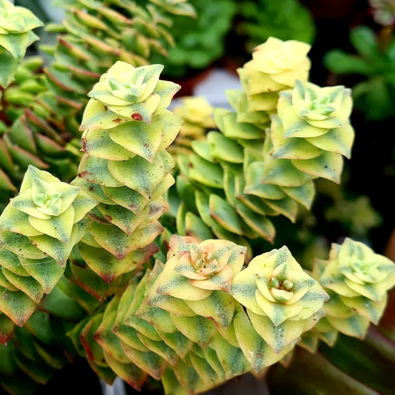 Crassula Succulents Plants Live, Rare Succulent Live Plant, Houseplant Indoor Outdoor 2 Inch Pot