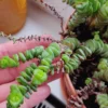Crassula Succulent Live Plant - Unique Variety in a 4-Inch Pot, Ideal for Indoor or Outdoor Decor