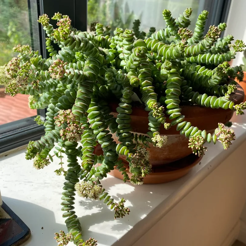 Crassula Succulents Plants Live, Rare Succulent Live Plant, Houseplant Indoor Outdoor 2 Inch Pot