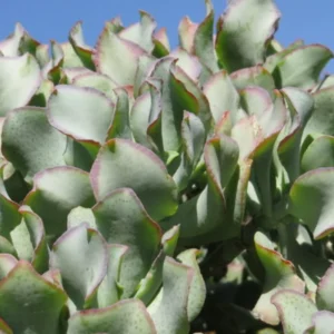 Crassula Succulents Plants Live, Rare Succulent Live Plant, Houseplant Indoor Outdoor 2 Inch Pot