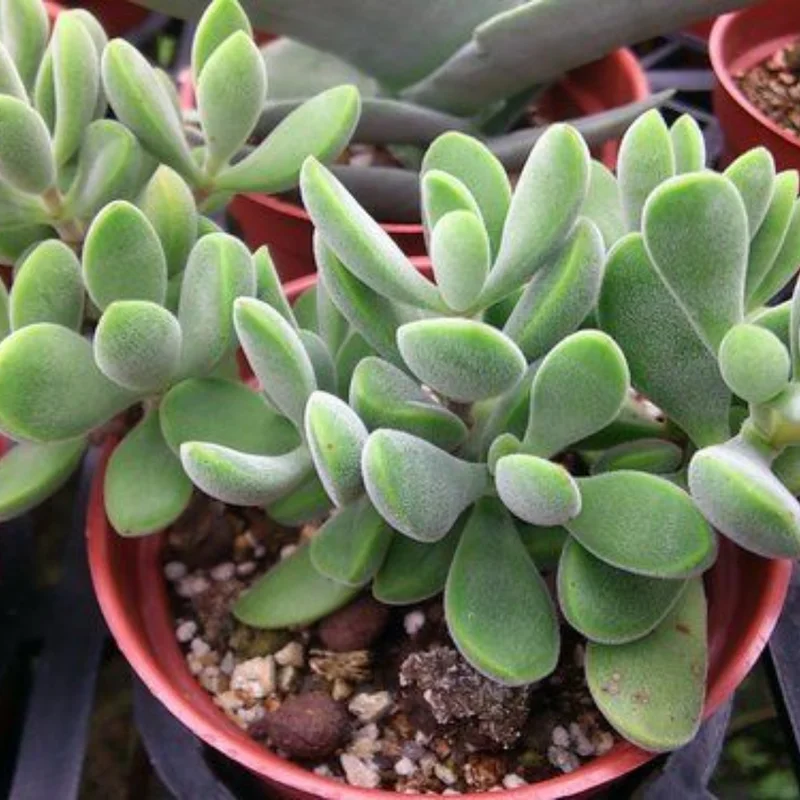 Crassula Succulents Plants Live, Rare Succulent Live Plant, Houseplant Indoor Outdoor 2 Inch Pot