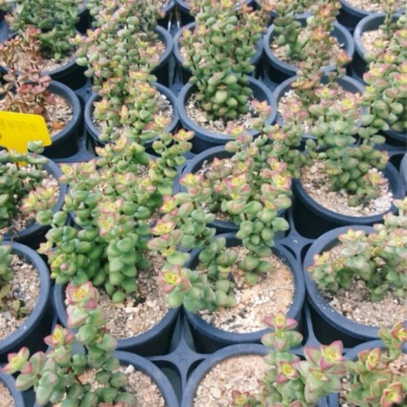 Crassula Succulents Plants Live, Rare Succulent Live Plant, Houseplant Indoor Outdoor 2 Inch Pot