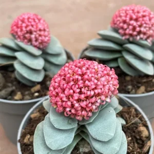 Crassula Succulents Plants Live, Rare Succulent Live Plant, Houseplant Indoor Outdoor 2 Inch Pot - Morgan’s beauty crassula