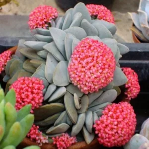 Crassula Succulents Plants Live, Rare Succulent Live Plant, Houseplant Indoor Outdoor 2 Inch Pot - Morgan’s beauty crassula