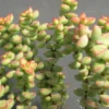Crassula Succulents Plants Live, Rare Succulent Live Plant, Houseplant Indoor Outdoor 2 Inch Pot - Crassula Brevifolia