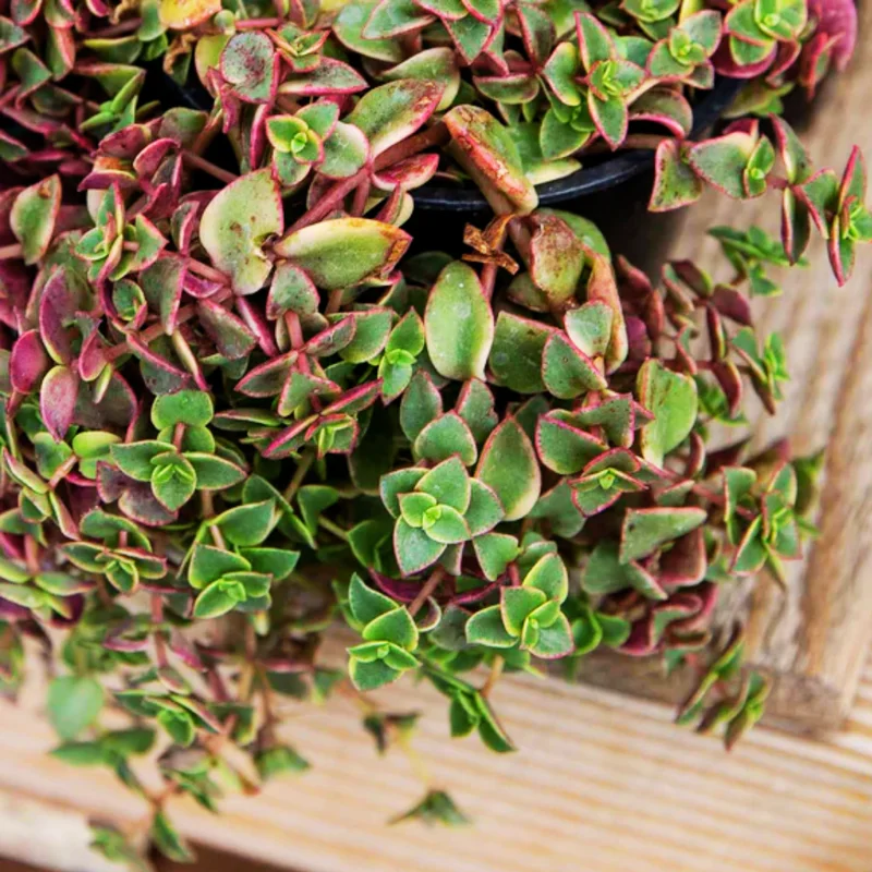 Crassula Succulents Plants Live, Rare Succulent Live Plant, Houseplant Indoor Outdoor 2 Inch Pot - Crassula Variegata