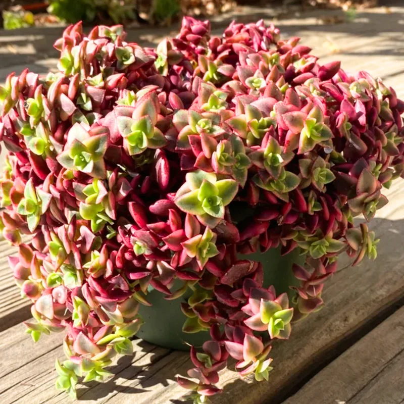 Crassula Succulents Plants Live, Rare Succulent Live Plant, Houseplant Indoor Outdoor 2 Inch Pot - Crassula Variegata