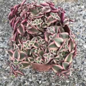 Crassula Succulents Plants Live, Rare Succulent Live Plant, Houseplant Indoor Outdoor 2 Inch Pot - Crassula Variegata