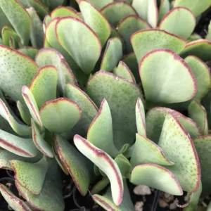 Crassula Succulent Live Plant - Unique Variety in a 4-Inch Pot, Ideal for Indoor or Outdoor Decor - Crassula arborescens