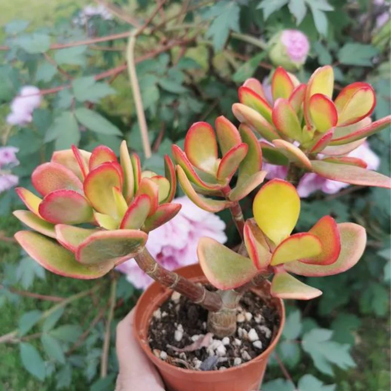 Crassula Succulent Live Plant - Unique Variety in a 4-Inch Pot, Ideal for Indoor or Outdoor Decor - Crassula Ovata Tricolor
