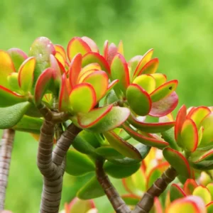 Crassula Succulent Live Plant - Unique Variety in a 4-Inch Pot, Ideal for Indoor or Outdoor Decor - Crassula Ovata Tricolor