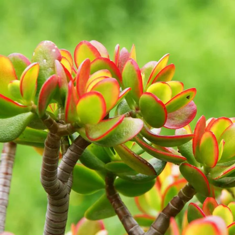 Crassula Succulent Live Plant - Unique Variety in a 4-Inch Pot, Ideal for Indoor or Outdoor Decor - Crassula Ovata Tricolor