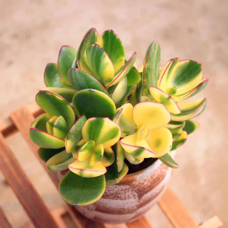 Crassula Succulent Live Plant - Unique Variety in a 4-Inch Pot, Ideal for Indoor or Outdoor Decor - Crassula Ovata Tricolor