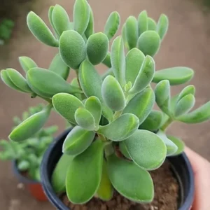 Crassula Succulent Live Plant - Unique Variety in a 4-Inch Pot, Ideal for Indoor or Outdoor Decor - Crassula Rogersii