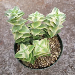 Crassula Succulent Live Plant - Unique Variety in a 4-Inch Pot, Ideal for Indoor or Outdoor Decor - Variegated String of Buttons Crassula Perforata