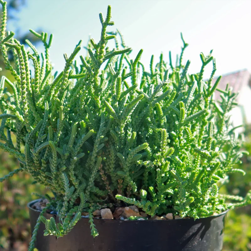 Live Crassula Succulent Plant - Rare Variety, Suitable for Indoor or Outdoor Spaces, 4 Inch Pot - Crassula Watchchain