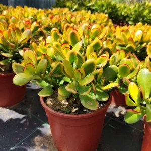 Live Crassula Succulent Plant - Rare Variety, Suitable for Indoor or Outdoor Spaces, 4 Inch Pot - Crassula Ovata Tricolor