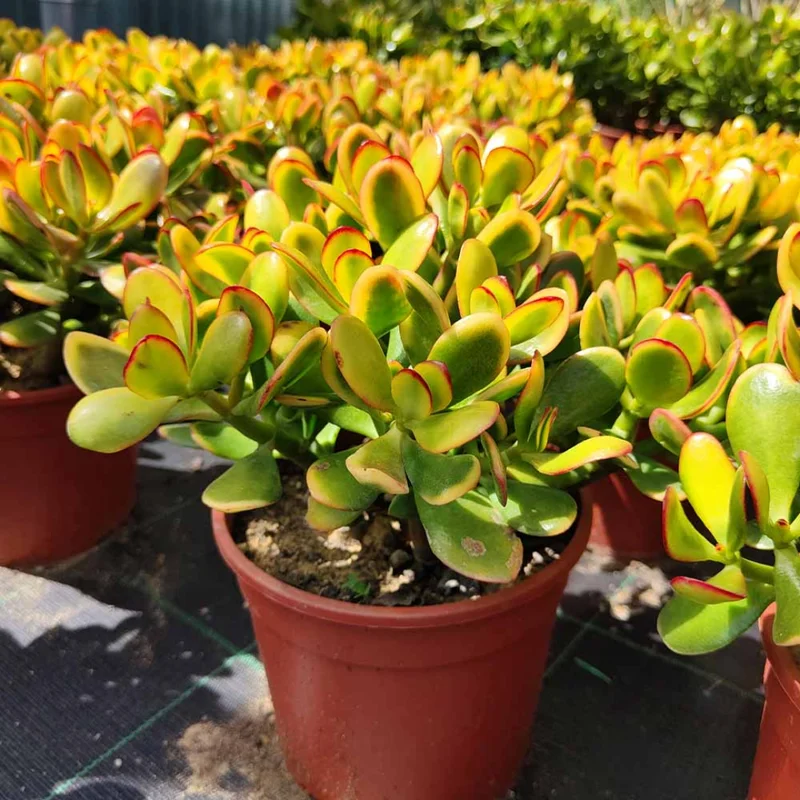 Live Crassula Succulent Plant - Rare Variety, Suitable for Indoor or Outdoor Spaces, 4 Inch Pot - Crassula Ovata Tricolor