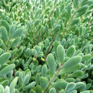 Live Crassula Succulent Plant - Rare Variety, Suitable for Indoor or Outdoor Spaces, 4 Inch Pot - Crassula Rogersii