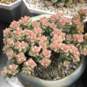 Live Crassula Succulent Plant - Rare Variety, Suitable for Indoor or Outdoor Spaces, 4 Inch Pot - Variegated Tom Thumb Crassula Pastel
