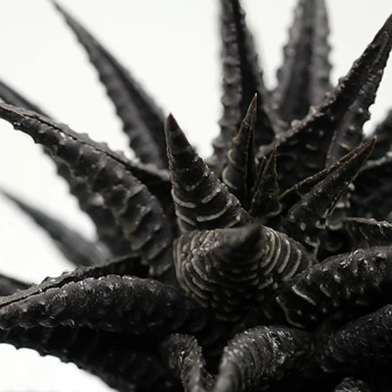 Haworthia Succulent Plant Live, 2 Inc Pot, Succulent Plant for Planting Garden Indoor Office Desk Decoration Plant Lover Gift - Black Haworthia Aloe